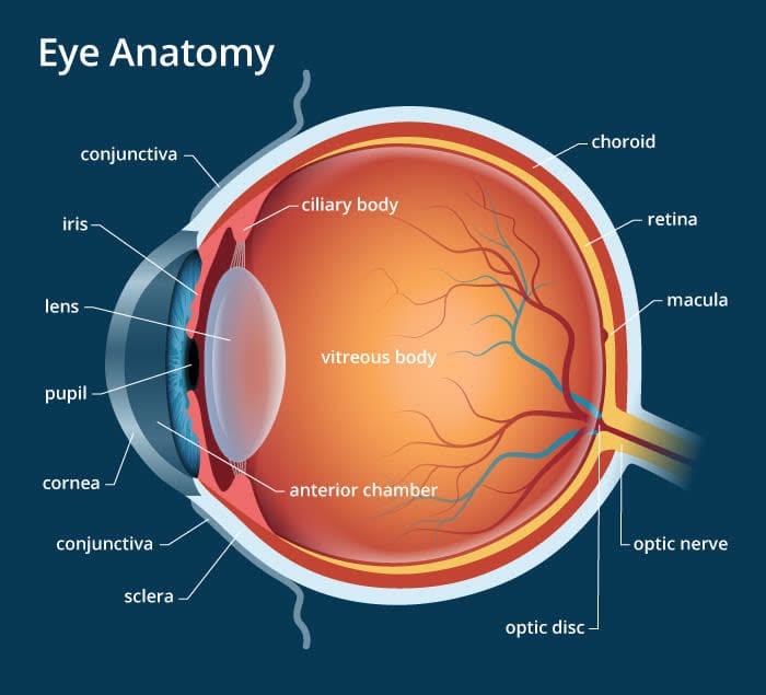 Diagram of eye anatomy showing the cornea, iris, lens, retina, macula, and optic nerve