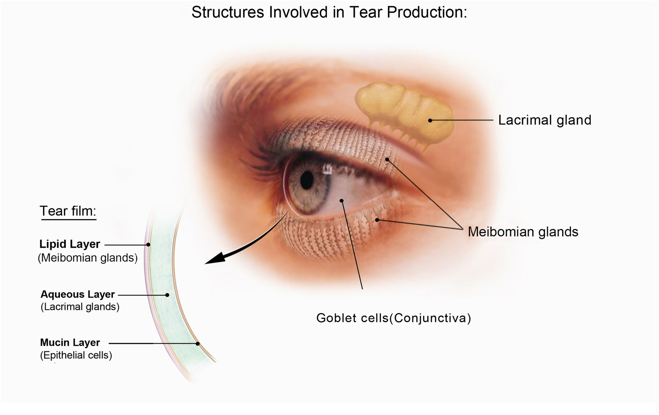 Description of image