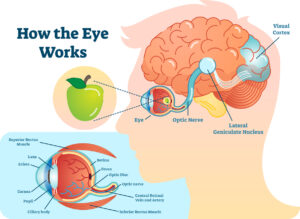 How eye work medical illustration
