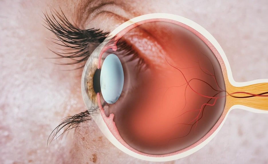 Retina - Definition and Detailed Illustration